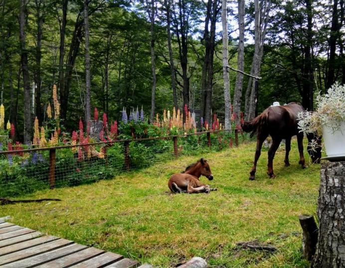فندق Bosque Holistico Del Fin Del Mundo أوشويا المظهر الخارجي الصورة