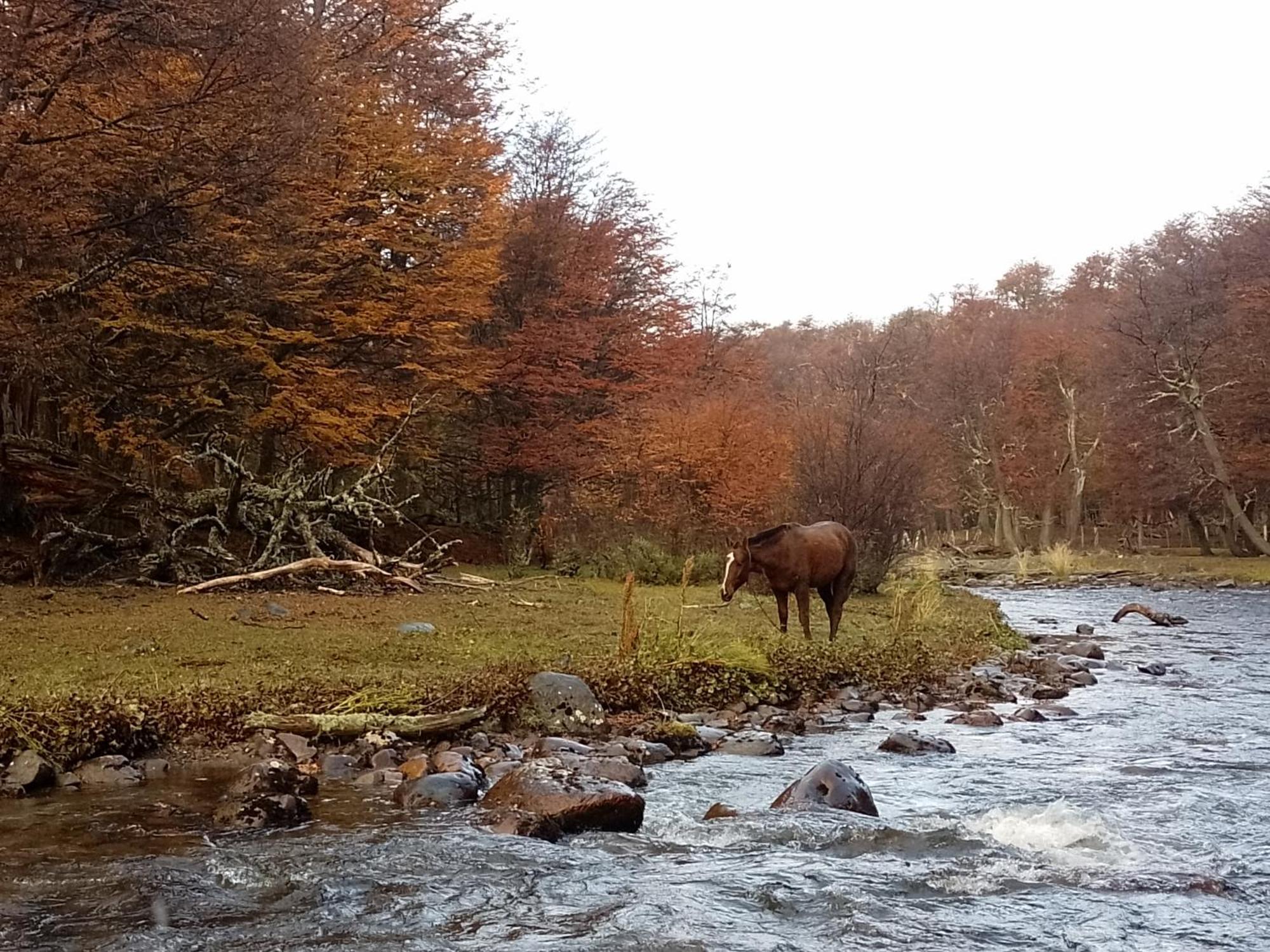 فندق Bosque Holistico Del Fin Del Mundo أوشويا الغرفة الصورة